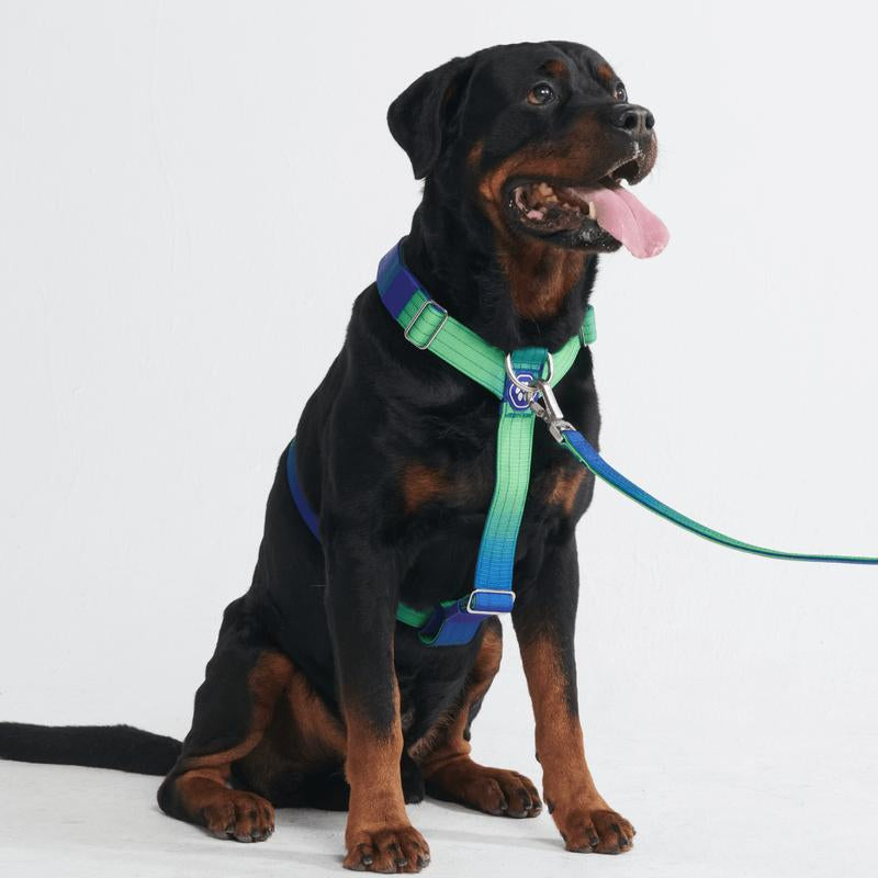 Spark Paws Comfort Control Large Dog No-Pull Harness, Halter Design with Front Clip, Durable and Heavy-Duty for Big and Strong Breeds